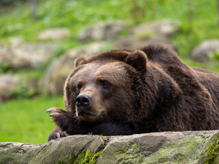 Adult Kamchatka brown bear