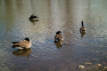 ducks on the lake