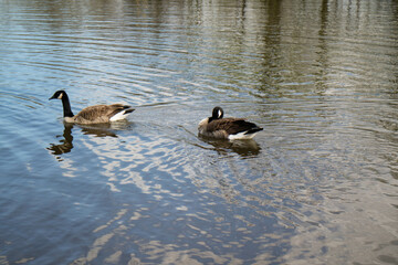 ducks on the lake