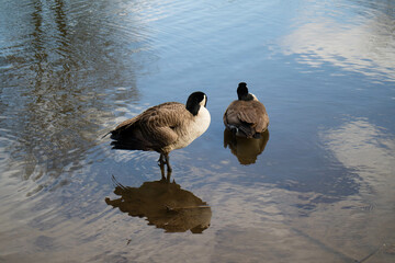 ducks on the lake