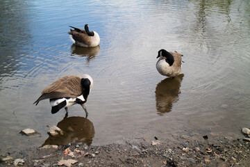 ducks on the lake