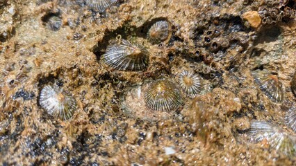 Patella vulgata A species of sea snail. A true leech is a marine gastropod mollusk of the patellae family, which has gills