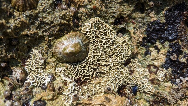 Patella vulgata A species of sea snail. A true leech is a marine gastropod mollusk of the patellae family, which has gills