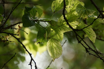 autumn leaves 
