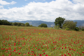 Field of poppies and blue sky with white clouds, 