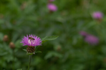 purple wild flowers on the field