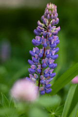 blue-violet flower with many small buds, blue-violet lupine