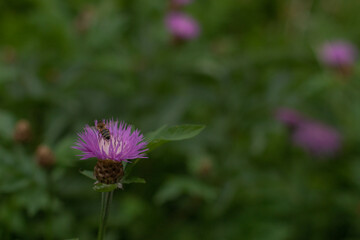 purple wild flowers on the field