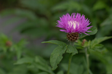 Obraz premium purple wild flowers on the field