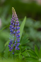 blue-violet flower with many small buds, blue-violet lupine