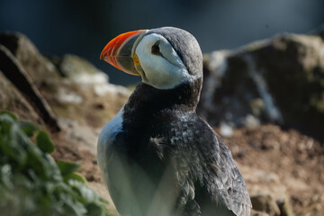 Atlantic puffin or common puffin on country in a cliff in Iceland