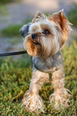 Yorkshire terrier on a walk in the park