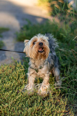 Yorkshire terrier on a walk in the park