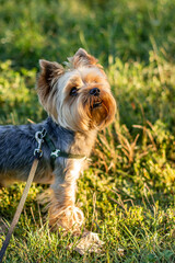 Yorkshire terrier on a walk in the park