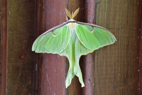 The luna moth, also called the American moon moth. The moth has lime-green wings and a white body