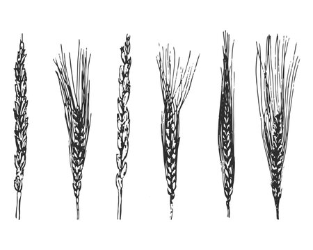 Collection of wheat logos on a transparent background, winter wheat, wheat black and white drawing, set wheat