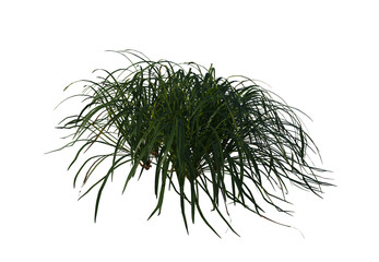 Ophiopogon bodinieri, Lilyturf, schrub, small tree, bush, tree, big tree, light for daylight, easy to use, 3d render, isolated