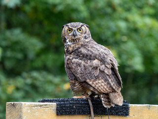 Great horned owl perched on a fence