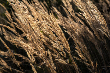 sunny autumn day, landscape grass, meadow landscape, sun-drenched grass
