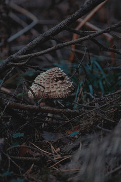 A shaggy parasol mushroom (Macrolepiota rhacodes) growing in the forest