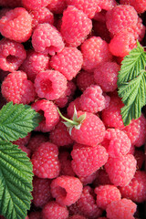 Raspberries background. Fresh red berries of ripe raspberries
