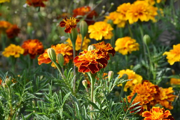 orange marigold flower in the garden