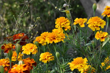 orange marigold flower in the garden