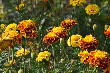 orange marigold flower in the garden