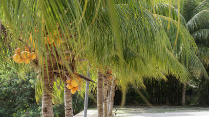 Photo of short coconut trees with yellow fruit lining the beach.