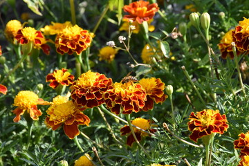 orange marigold flower in the garden
