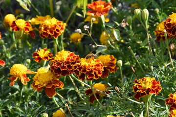 Obraz na płótnie Canvas orange marigold flower in the garden