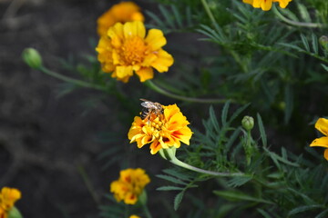 orange marigold flower in the garden