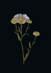 Aster Novi Isolated on Black Background