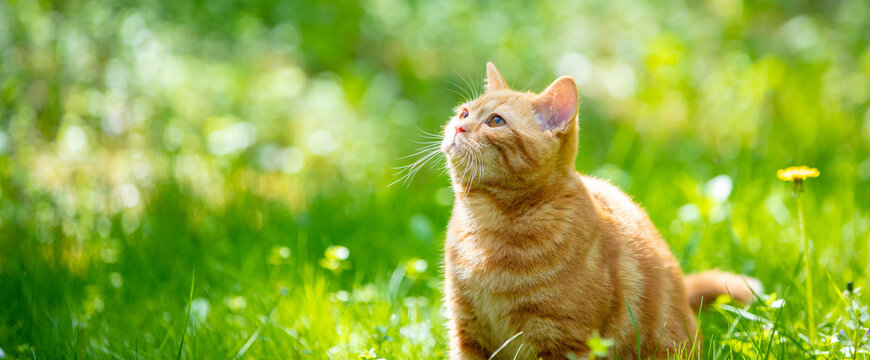 Cat on nature outdoors. Funny kitten walking in the garden on a summer sunny day. Horizontal banner - Powered by Adobe