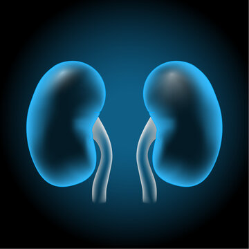 Realistic transparent blue kidney on dark background. 