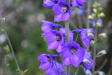 Majestic Blue Delphiniums in Full Bloom