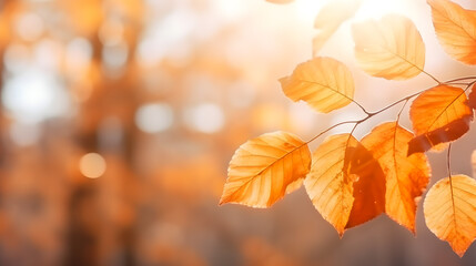 Gros plan sur la branche d'un arbre isolé avec des feuilles orange en automne.  - obrazy, fototapety, plakaty