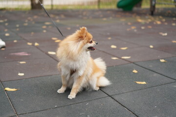 portrait of a red-haired pomeranian dog on a leash sitting on a walk on the playground in autumn