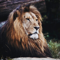 Portrait close-up d'un majestueux roi lion
