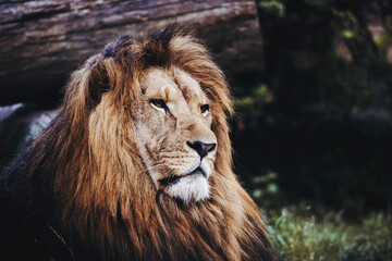 Portrait close-up d'un majestueux roi lion - 658754108