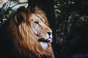 Portrait close-up d'un majestueux roi lion avec une tête marrante