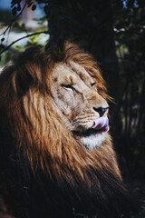 Portrait close-up d'un majestueux roi lion avec une tête marrante