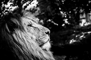 Portrait close-up d'un majestueux roi lion