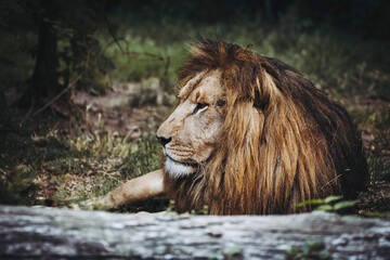 Portrait close-up d'un majestueux roi lion