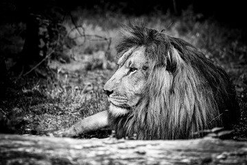 Portrait close-up d'un majestueux roi lion