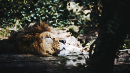 Portrait d'un magnifique roi lion en train de dormir dans la forêt