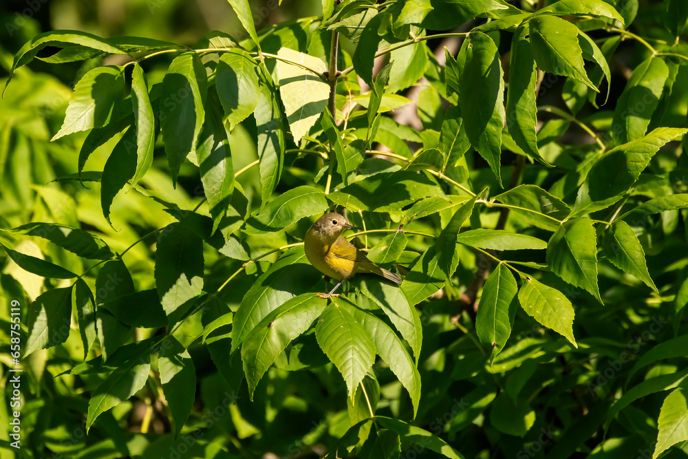 Canvas Prints Female Masked yellowthroat (Geothlypis aequinoctialis). Natural scene from Manitowoc co.