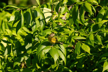 Female Masked yellowthroat (Geothlypis aequinoctialis). Natural scene from Manitowoc co.