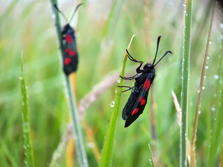 Burnet moth