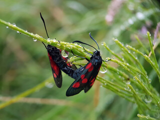 Burnet moth